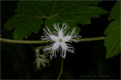Trichosanthes tricuspidata